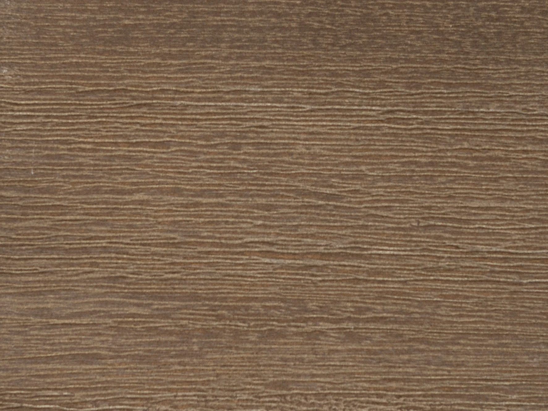Chestnut Acacia