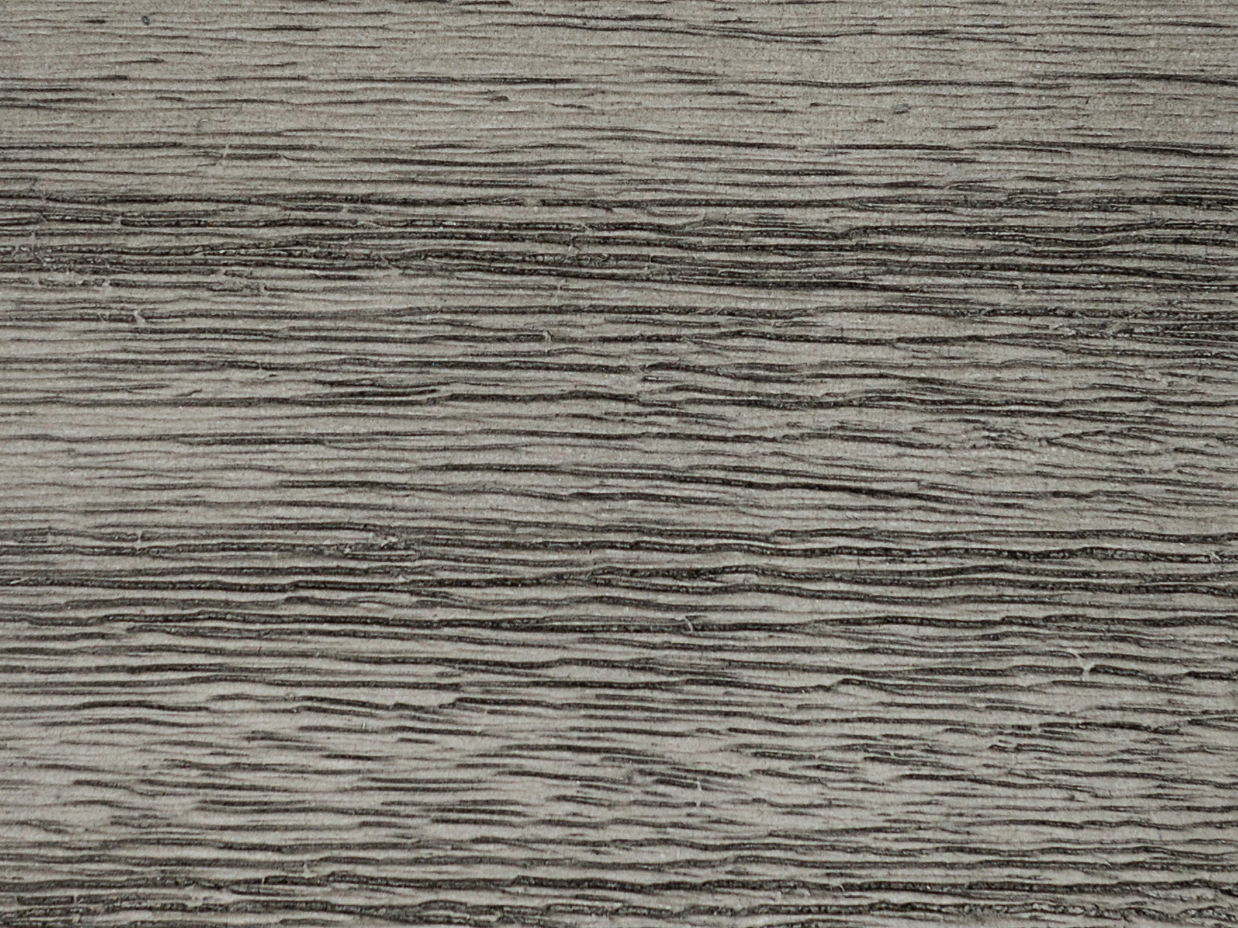 Grey Acacia