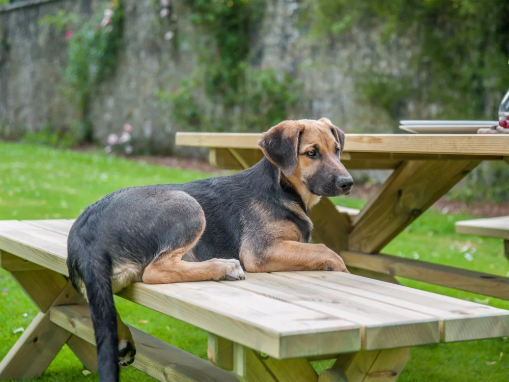 Alexander Rose Malu Pine Farmers Table and Malu Benches Dog Sat on Bench High Quality Pine Garden Furniture
